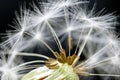 Dandelion close up