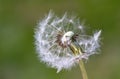 Dandelion close up