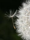 Dandelion, close-up Royalty Free Stock Photo