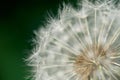 Dandelion Royalty Free Stock Photo