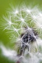 Dandelion Close-up Royalty Free Stock Photo