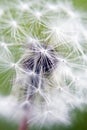 Dandelion Close-up Royalty Free Stock Photo