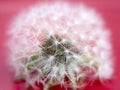 Dandelion Close-up Royalty Free Stock Photo