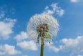 Dandelion. Close up of dandelion against blue sky with fluffy clouds Royalty Free Stock Photo