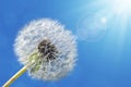 Dandelion close up Royalty Free Stock Photo