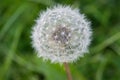 Dandelion close-up.