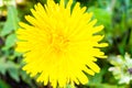 Dandelion close up. Dandelion plant with a fluffy yellow bud. Macro Photo of the yellow flower growing in the ground. The Royalty Free Stock Photo