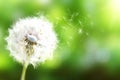 Dandelion. Close up of dandelion spores blowing away,blue sky.dandelion seeds close up blowing in blue turquoise background. Royalty Free Stock Photo