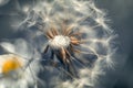 Dandelion close up, fading and expanding flower