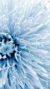 Dandelion close up. The flower looks like it is made of snow and frost. Light blue tinted wallpaper for a mobile phone. Petals, Royalty Free Stock Photo