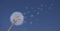 Dandelion close-up. Flying parachutes from dandelion on clear blue sky background Royalty Free Stock Photo