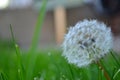 Dandelion close up in grass