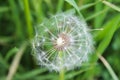 Dandelion close-up with green leaves