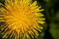 Dandelion close-up is located on the left in the photo Royalty Free Stock Photo