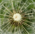 dandelion close-up macro texture abstract light bokeh background Royalty Free Stock Photo