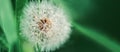 Dandelion close up on natural background. Dandelion flower on summer meadow