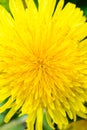 Dandelion close up. Dandelion plant with a fluffy yellow bud. Macro Photo of the yellow flower growing in the ground. The Royalty Free Stock Photo