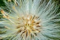 Dandelion in close up - Taraxacum detail Royalty Free Stock Photo