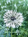 dandelion close-up, wet from the rain Royalty Free Stock Photo