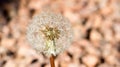 Dandelion closeup Royalty Free Stock Photo