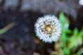 Dandelion closeup Royalty Free Stock Photo