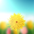 Dandelion closeup with a field in the background Royalty Free Stock Photo