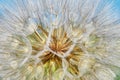 Dandelion closeup