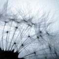 Dandelion closeup macro abstraction