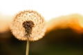 Dandelion closeup macro. concept of medicinal herbs. dandelion treats cancer, hepatitis, liver disease, kidney, stomach. space for