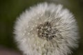 Dandelion Closeup Macro Photo Of Globe