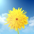 Dandelion closeup with a sky in the background Royalty Free Stock Photo