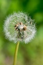 Dandelion closeup