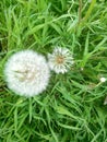 Dandelion closeup