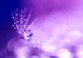 Dandelion closeup with water drops. Artistic macro of a dandelion. The abstract work. Art