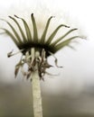 Dandelion Royalty Free Stock Photo