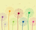 Dandelion colorful