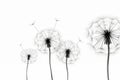Dandelion concept seeds flower wind summer blowball white plant light macro freedom Royalty Free Stock Photo