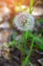 Dandelion. concept of spring, beautiful flower, nature wallpaper. sunny day