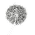 Dandelion contour isolated on white background. Vector illustration Royalty Free Stock Photo