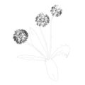 Dandelion contour isolated on white background. Vector illustration Royalty Free Stock Photo
