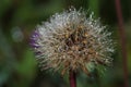 Dandelion covered with dewdrops Royalty Free Stock Photo