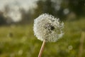 Dandelion covered with dewy drops