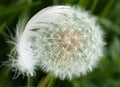 Dandelion covered by feather