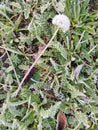 Dandelion covered with frost lies on frozen green grass