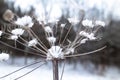 Dandelion covered in snow in a snowy forest.