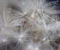 Dandelion covered in water drops Royalty Free Stock Photo