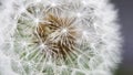 Dandelion covered with water drops Royalty Free Stock Photo