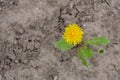 Dandelion on cracked earth Royalty Free Stock Photo