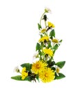 Dandelion and daisy flowers corner arrangement Royalty Free Stock Photo