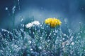 Dandelion and Daisy in the rain against a blue background. Beautiful work of art. Royalty Free Stock Photo